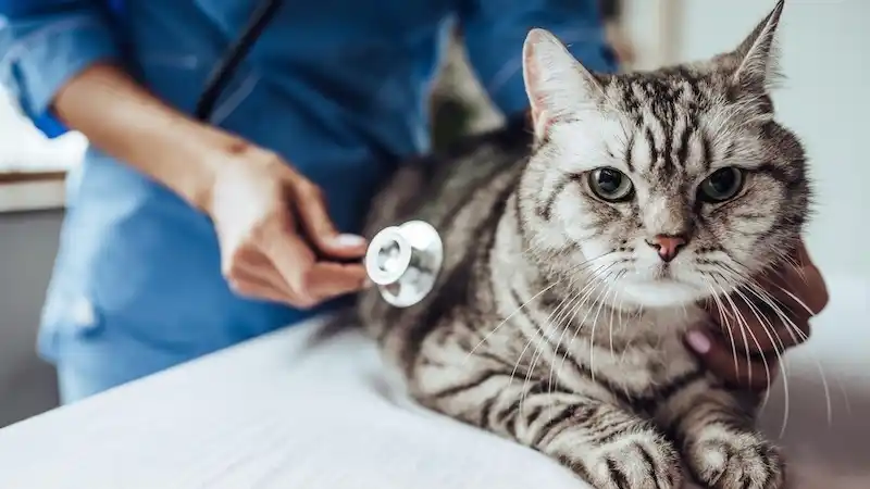 an apprehensive cat being inspected by a vet