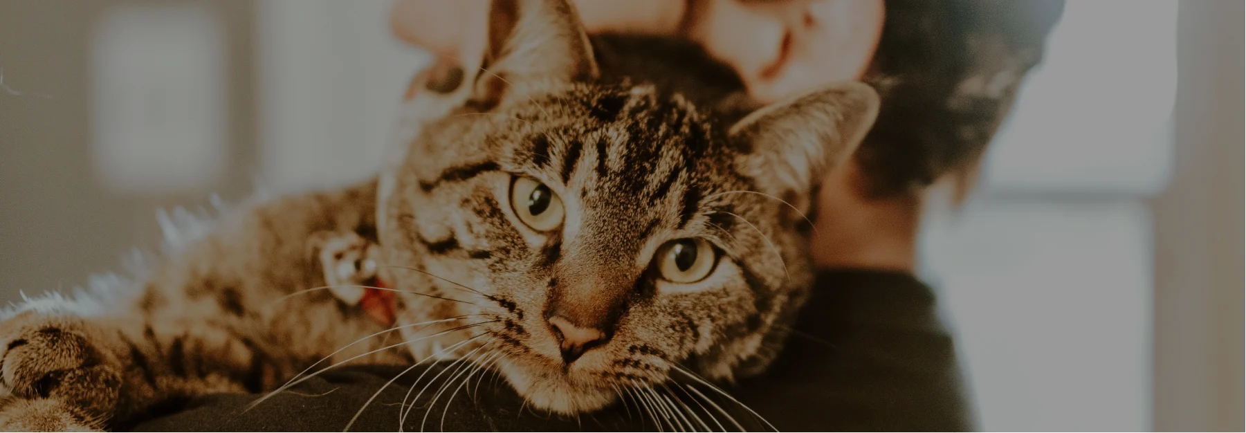 close up photo of cat resting chin on shoulder of owner and looking into the camera