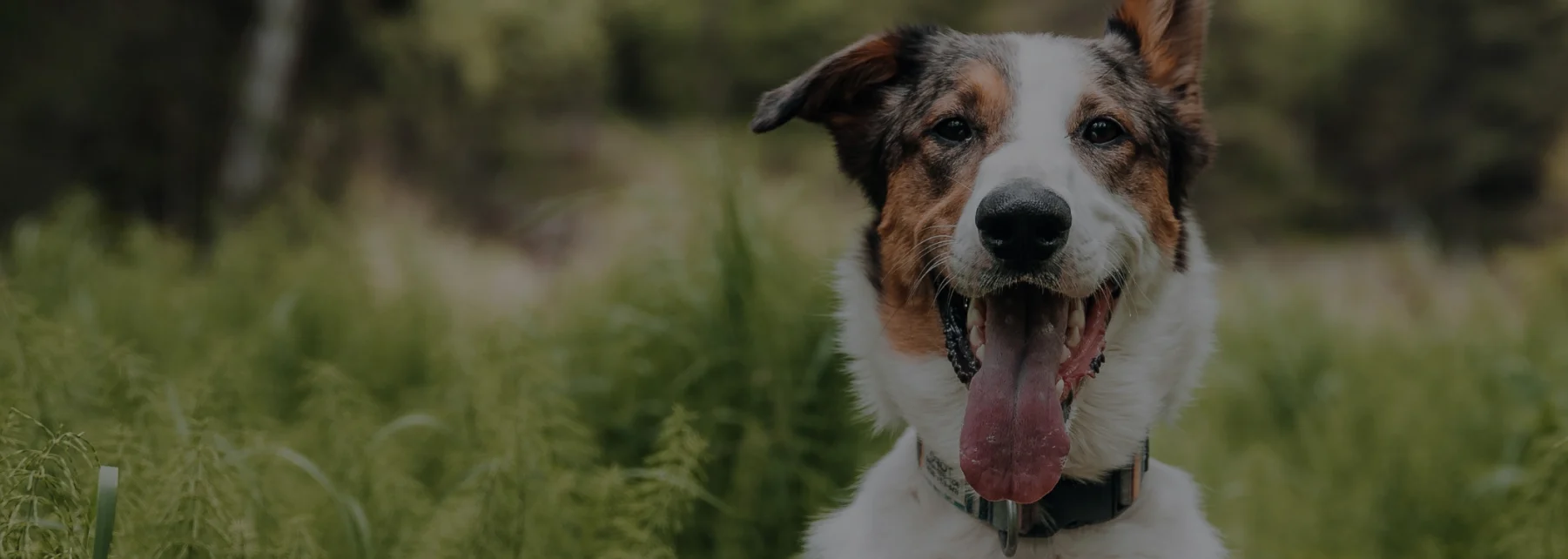 Photo of a dog in a field looking at the camera