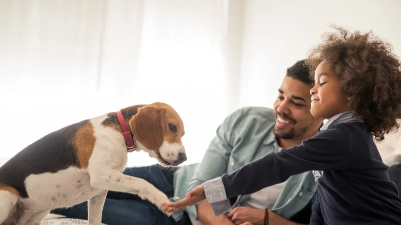 akc-vs-lemonade-header