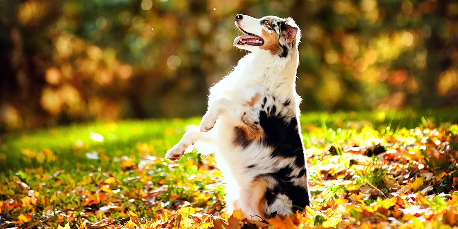 A dog sitting pretty in the leaves