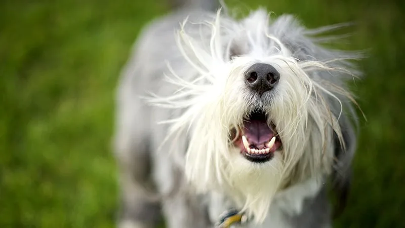 bearded-collie-barking-header-new.jpg