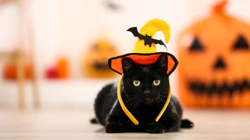 black-cat-header.jpg