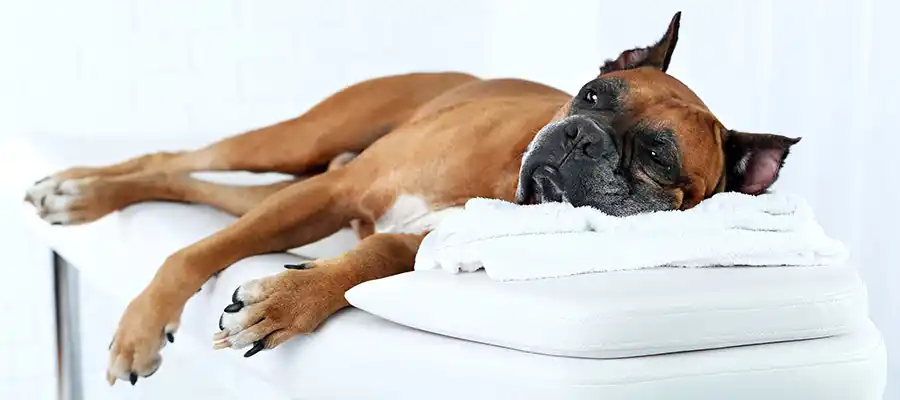 boxer-massage-feature.jpg