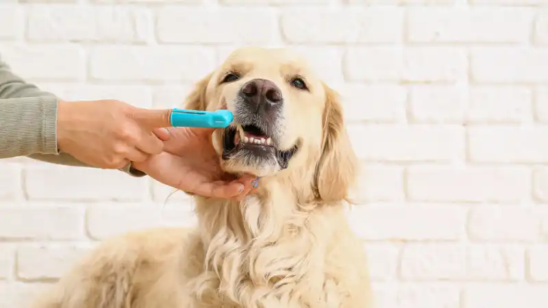 dog-health-header.jpg