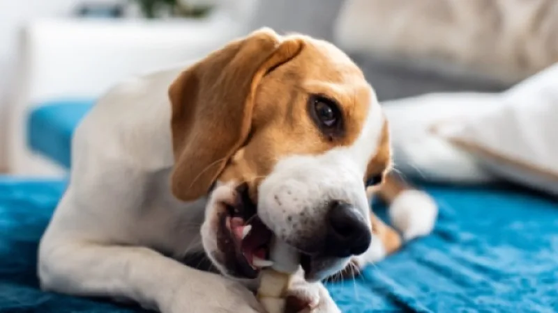 Close up of a dog chewing a bone