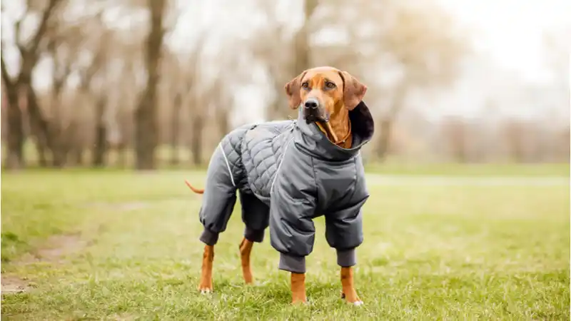 dog_coat_header.jpg