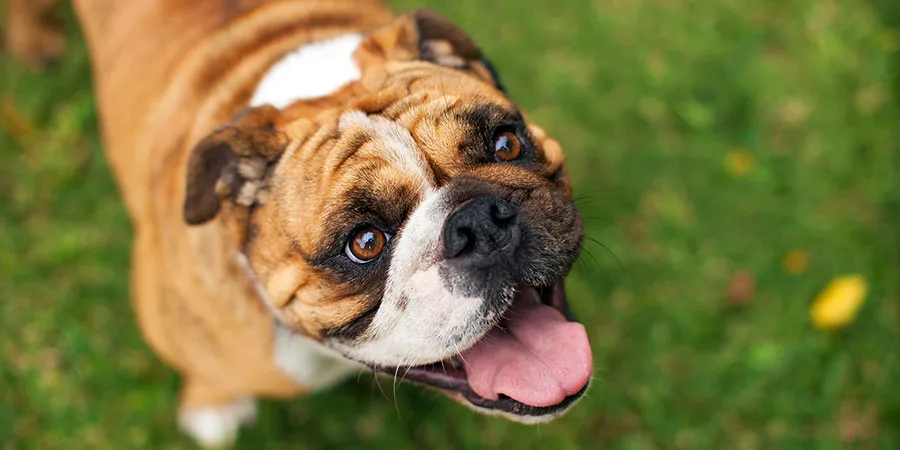 happy-bulldog-header.jpg