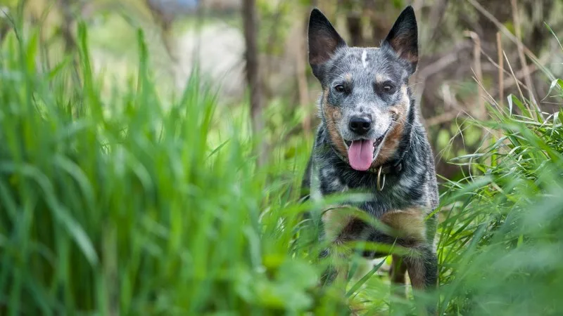a heeler standing in a tall grass field