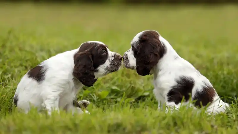 photograph of two puppies in the grass