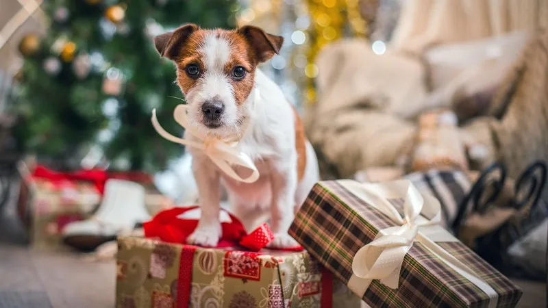 holiday-jack-russell-header.jpg