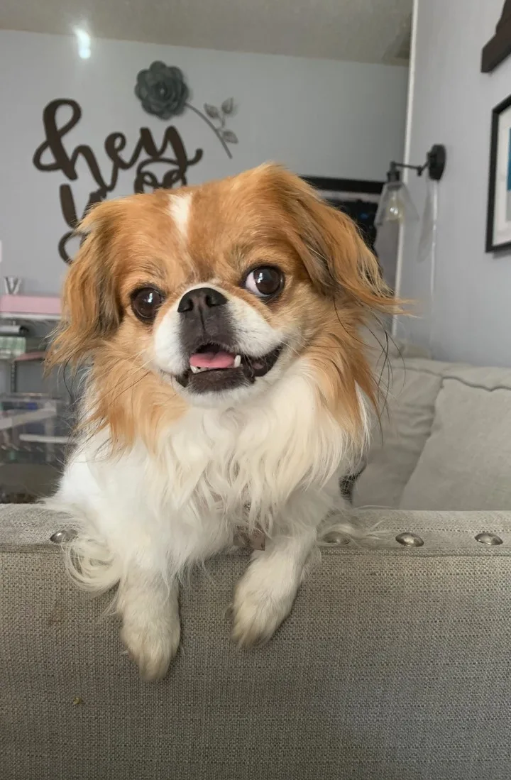 Pomeranian dog with big eyes and floppy ears perched on gray couch and resting on paws