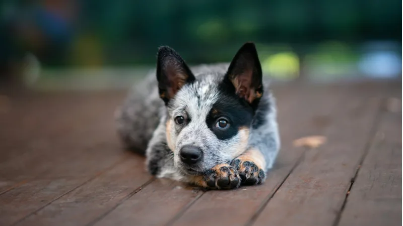 a heeler mix sitting on a deck, looking pensive