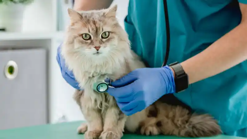 Pet Wellness Header.jpg