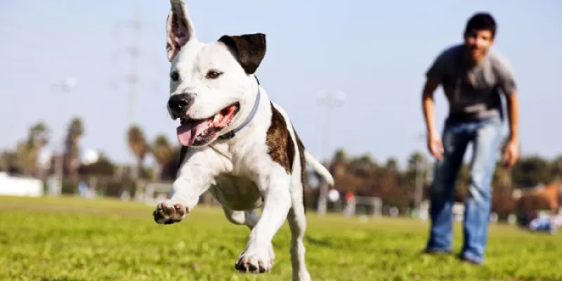 pit-bull-running-header-new.jpg