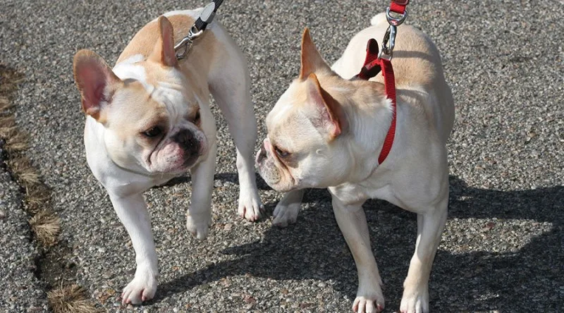 two-french-bulldogs-header-new.jpg