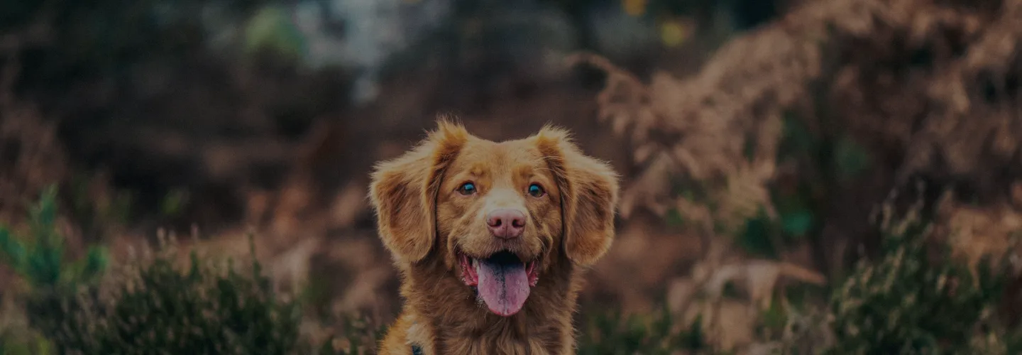 Golden retriever wilderness img