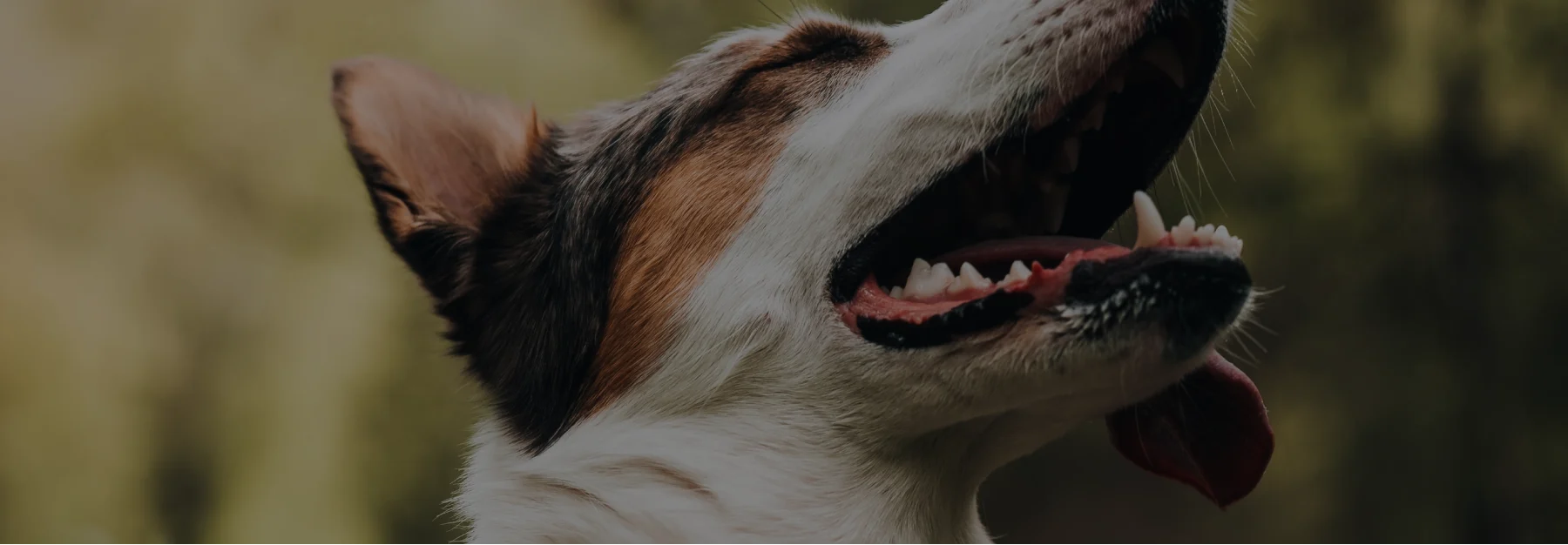 Photo of a dog with their tongue sticking out of their mouth