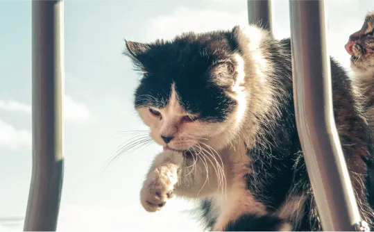 Cat licking their paw