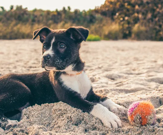 Black and white puppy on beach