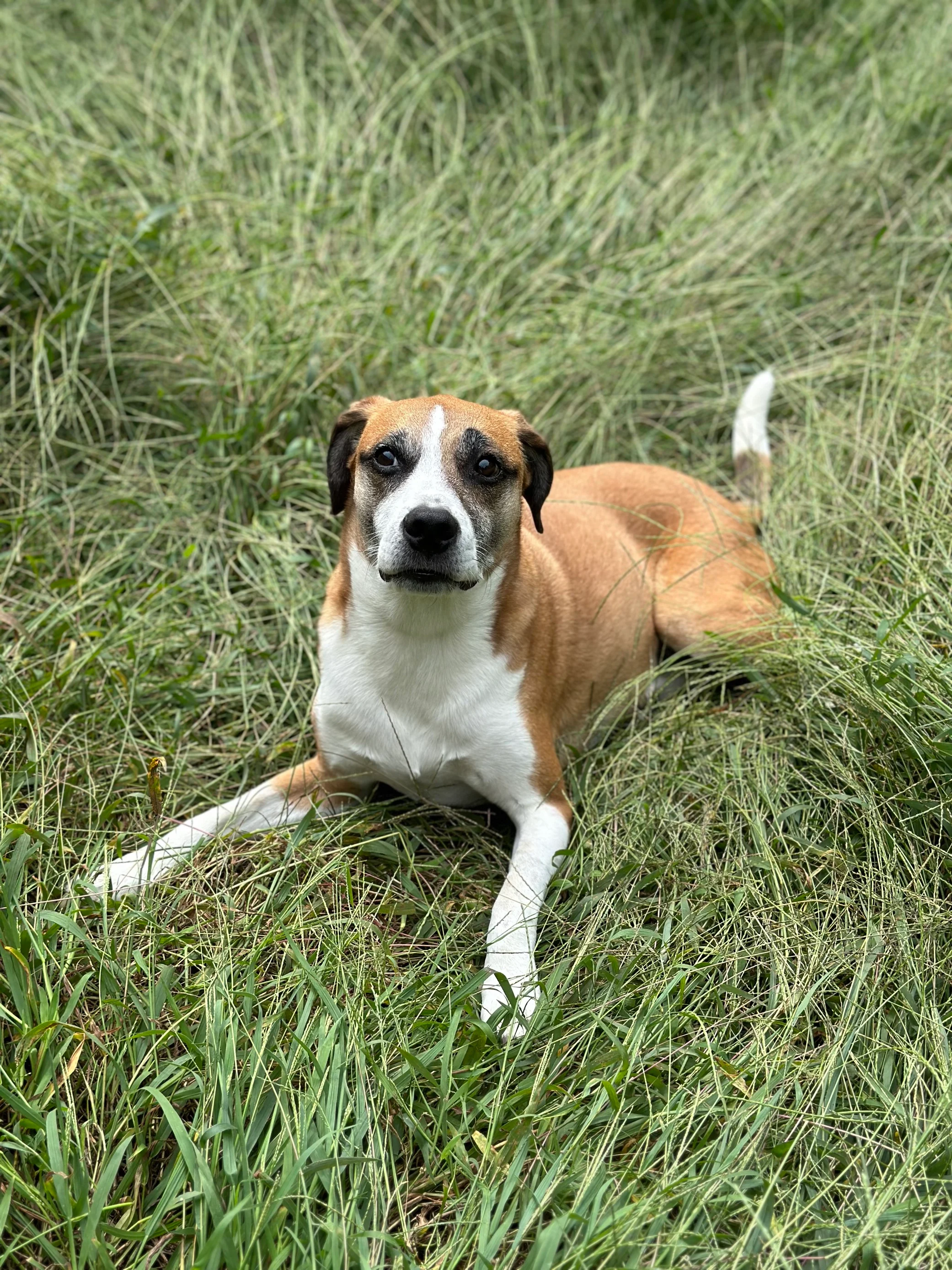 Brown and white dog with dark eyes sitting in grass