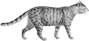 black and white drawing of side profile of striped and spotted cat walking