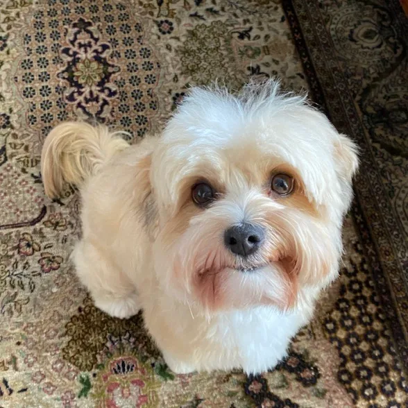 Charlie - Rhett's Dog