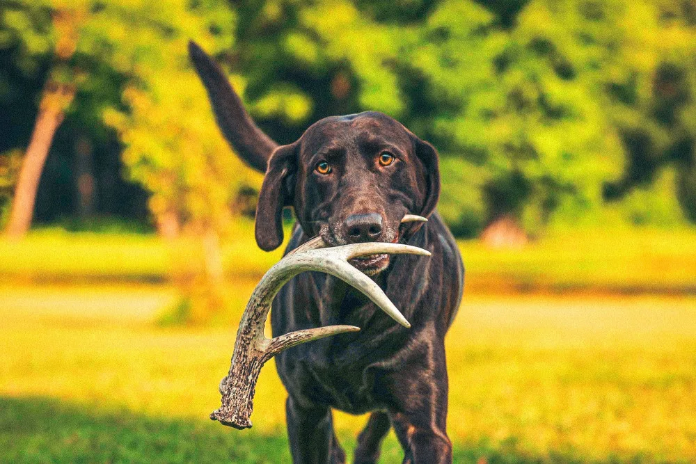 Labrador Retriever holding an antler
