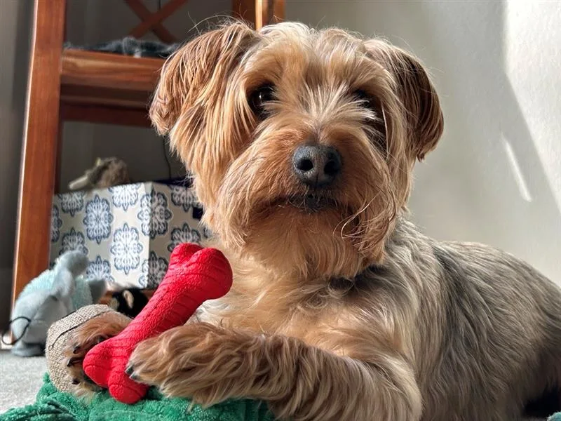 Small long haired toy dog holding red bone between paws