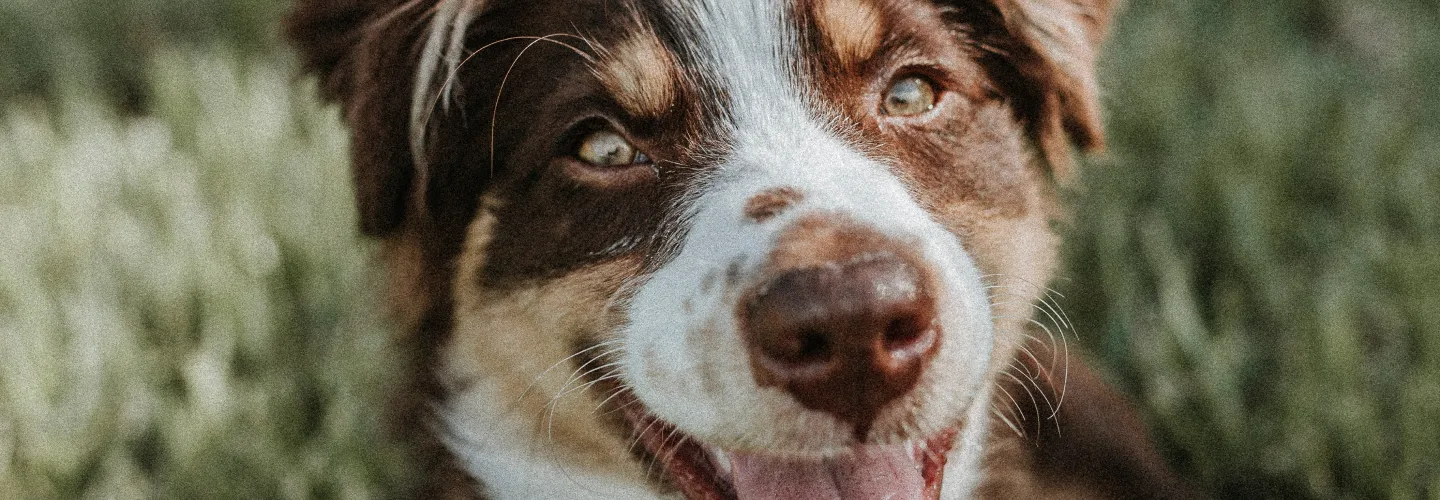 Breeders Insurance: Close up Dog Face