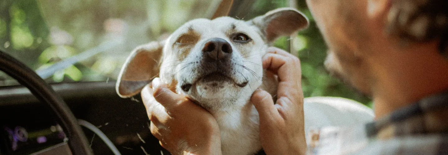Dog being pet in a car.